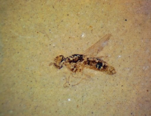 undet. Diptera