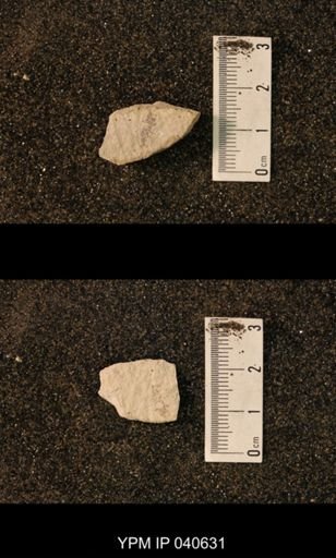 Hexapoda