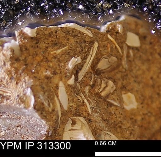Corbicula sp.