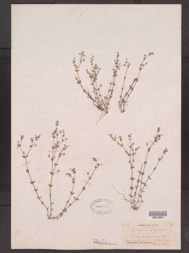 Arenaria serpyllifolia
