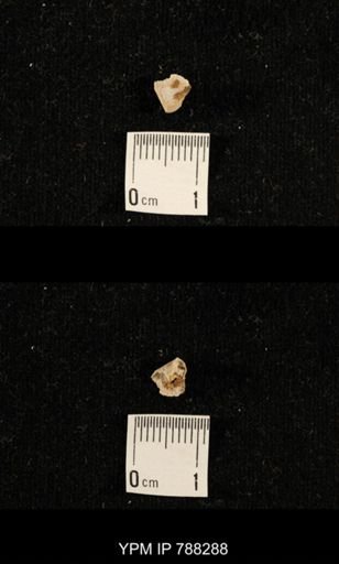 undet. Brachiopoda