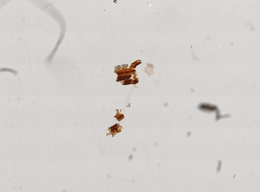 Pyrgulopsis nevadensis