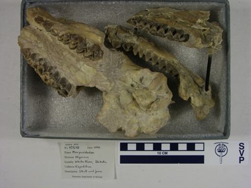 Merycoidodon