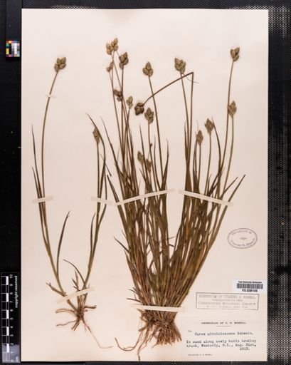 Carex albolutescens