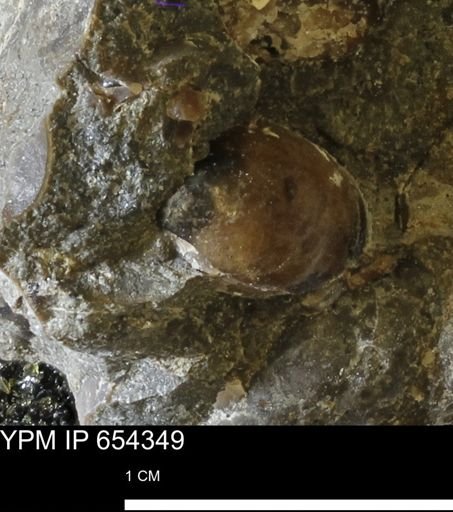 undet. Bivalvia