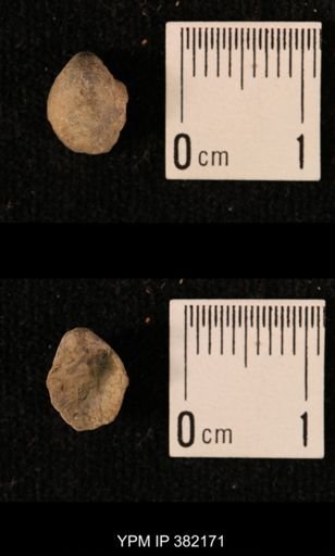 Ambocoelia planoconvexa