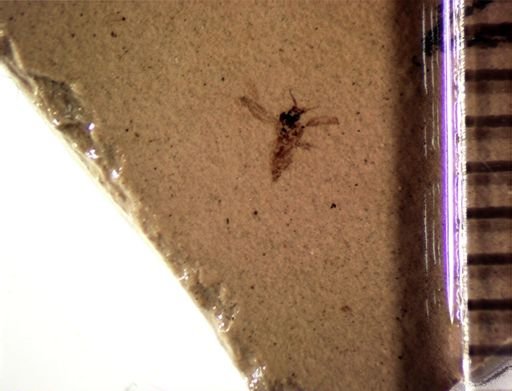 Diptera?