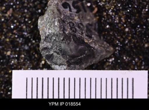 Bynumina terrenda