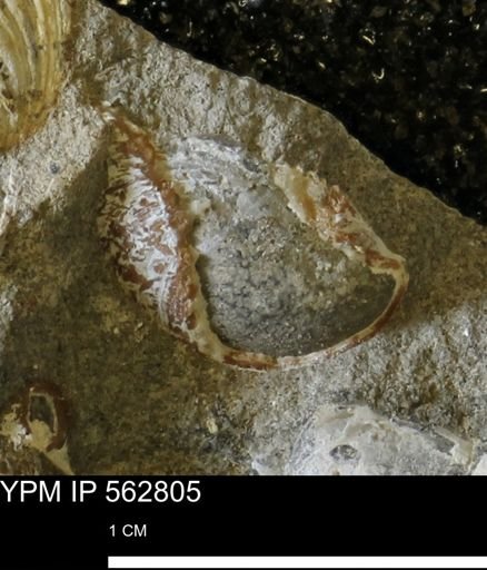 undet. Bivalvia