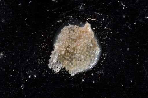 Primavelans insculpta