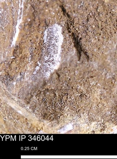 undet. Mollusca