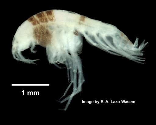Listriella clymenellae