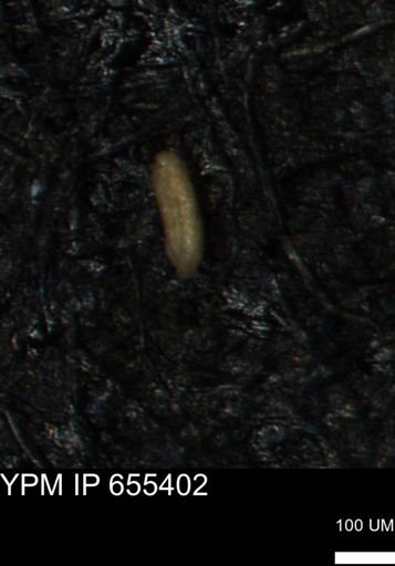 Verneuilina canadensis