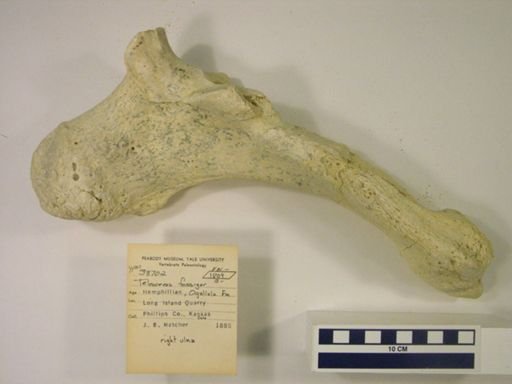 Teleoceras fossiger