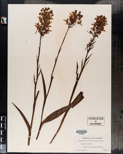 Habenaria ciliaris