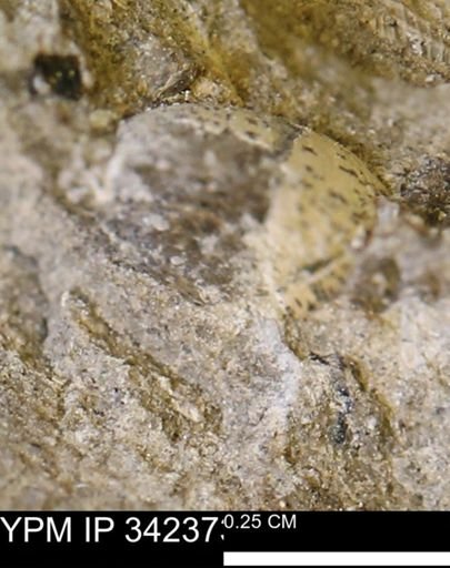 undet. Bivalvia