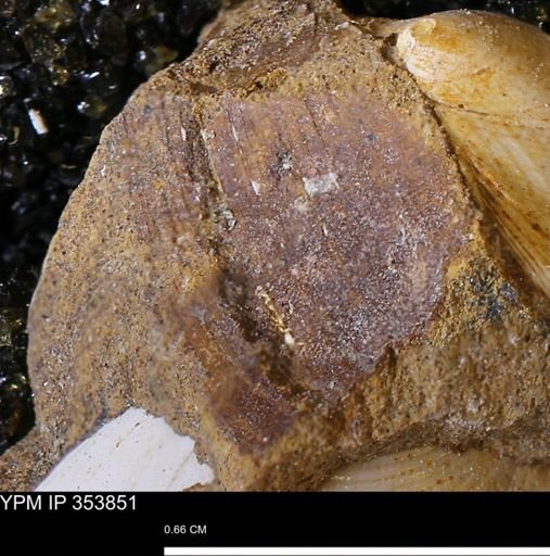 undet. Bivalvia