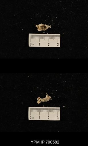undet. Bryozoa