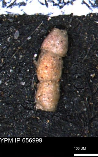 Ammobaculites euides