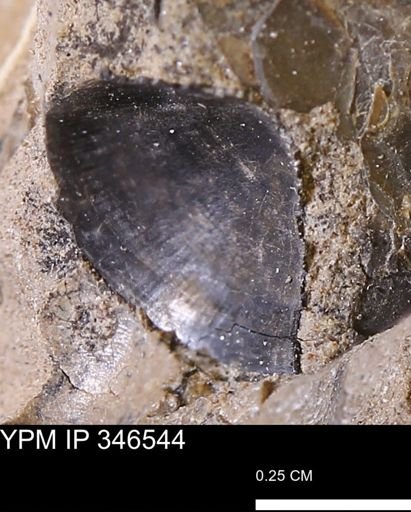 undet. Bivalvia