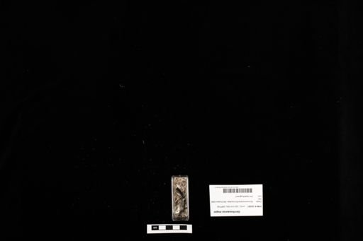 Gerrhosaurus major