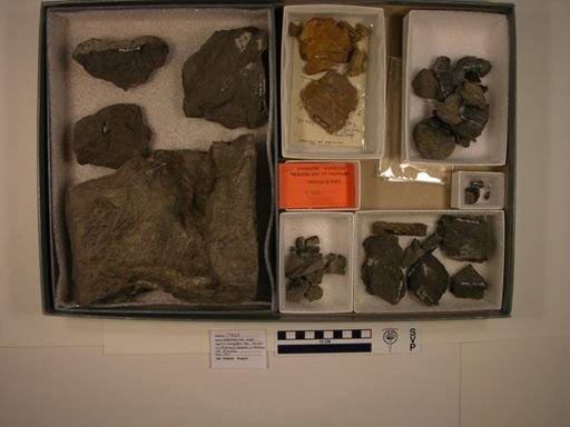 Hadrosauridae