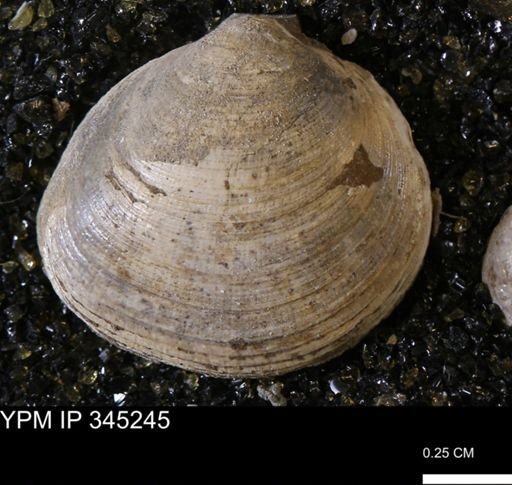 Limopsis striatopunctatus