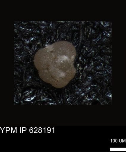 undet. Foraminiferida