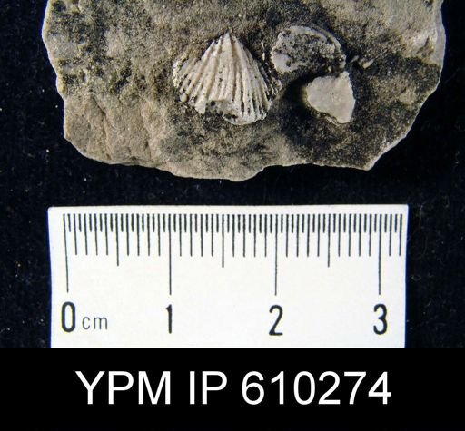 Anoplotheca planoconvexa