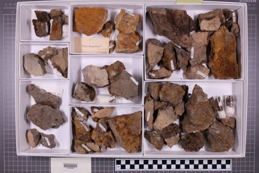 mixed taxa, stratigraphic collection