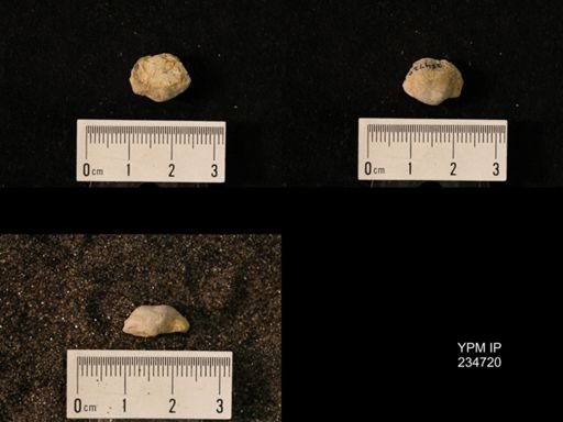 Marginifera splendens