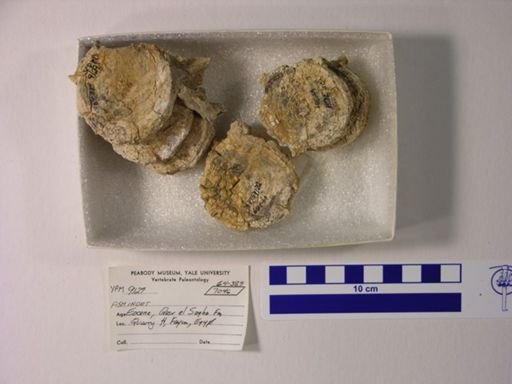 undet. Gnathostomata