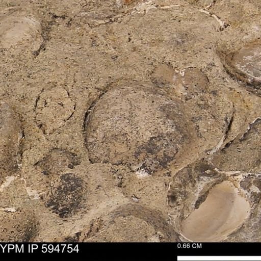 Protocardia sp.