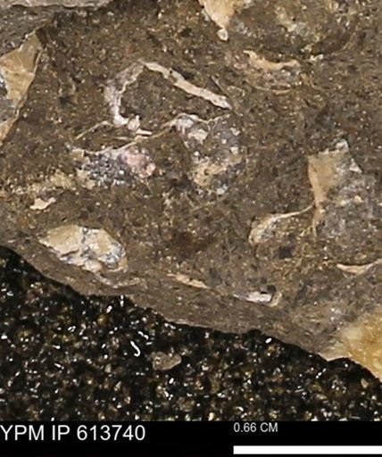 Scaphites sp.
