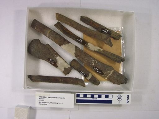 Sauropelta edwardsi