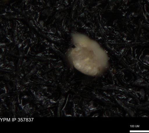 undet. Foraminiferida