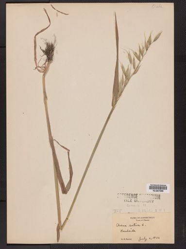 Avena sativa
