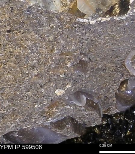 Protocardia subquadrata