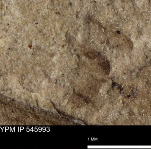 taxon undetermined