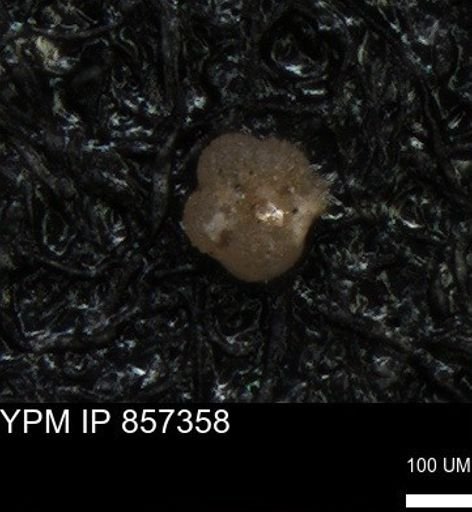 undet. Foraminiferida