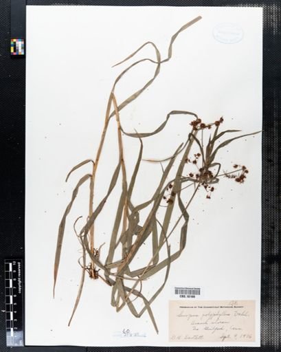 Scirpus polyphyllus
