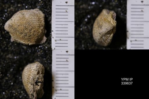 Cardium whitei