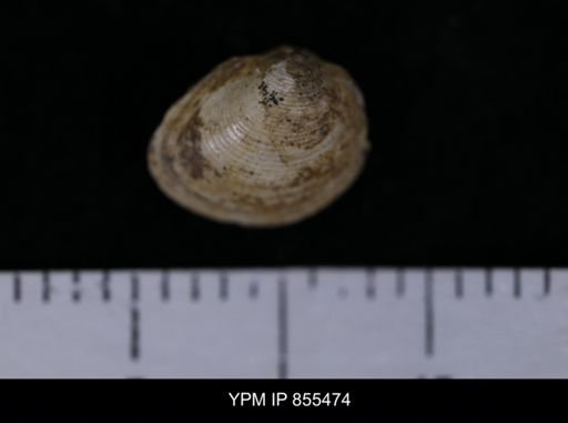 Limopsis striatopunctatus