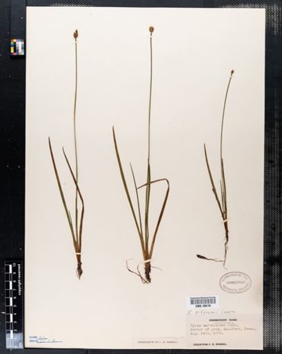 Xyris caroliniana