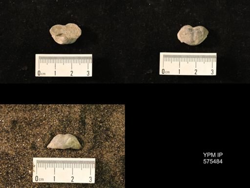 Marginifera sp.