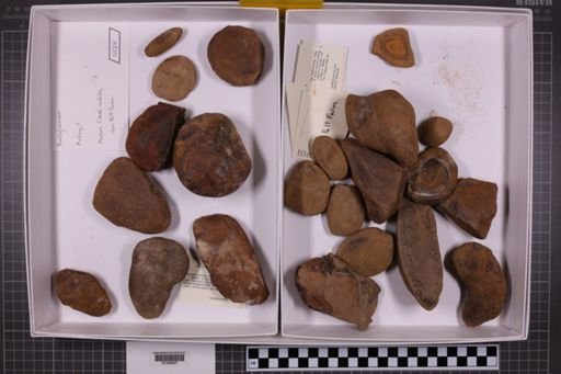 mixed taxa, stratigraphic collection