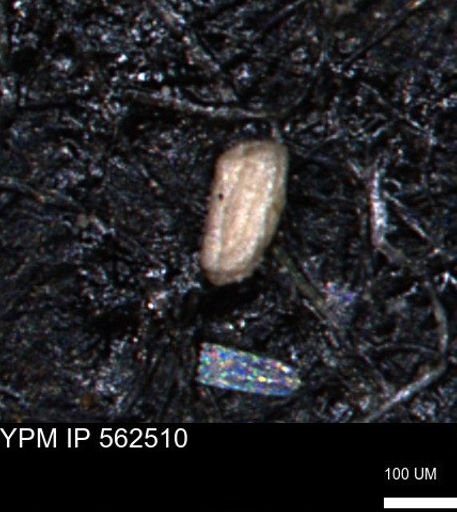 Miliammina ischnia