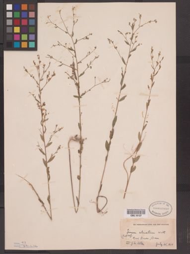 Linum striatum