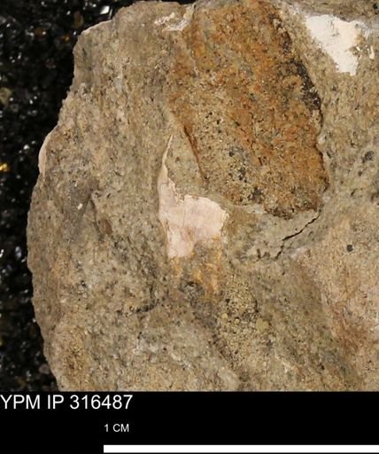 undet. Mollusca