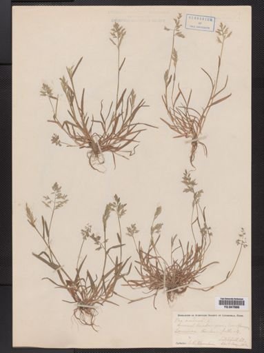 Poa annua